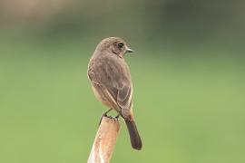 Kląskawka czarna - Pied Bush Chat
