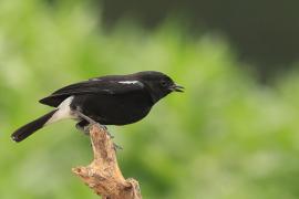 Kląskawka czarna - Pied Bush Chat