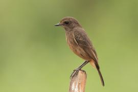 Kląskawka czarna - Pied Bush Chat