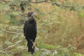 Kormoran skromny - Little Cormorant