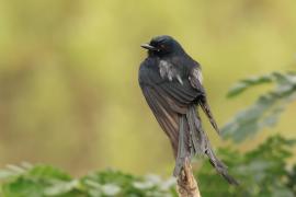 Dziwogon czarny - Black Drongo