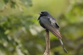 Dziwogon czarny - Black Drongo