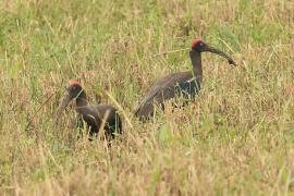 Ibis czarny - Red-naped Ibis