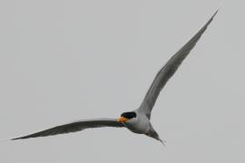 Rybitwa indyjska - River Tern