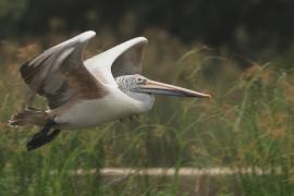Pelikan indyjski - Spot-billed Pelican