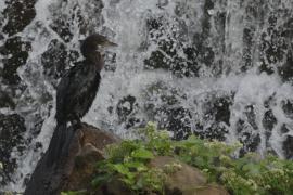 Kormoran skromny - Little Cormorant