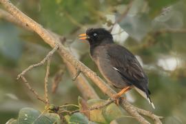 Majna szara - Jungle Myna