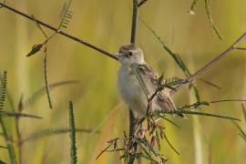 Prinia indyjska - Ashy Prinia