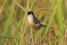Prinia indyjska - Ashy Prinia