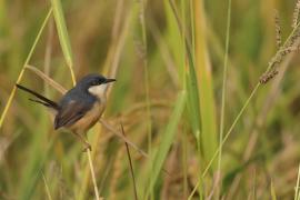 Prinia indyjska - Ashy Prinia