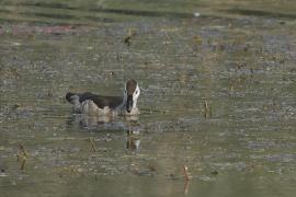 Kaczuszka azjatycka - Cotton Pygmy-goose