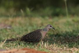 Synogarlica perłoszyja - Spotted Dove