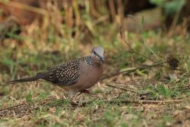 Synogarlica perłoszyja - Spotted Dove