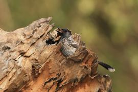 Bilbil czerwonoplamy - Red-vented Bulbul