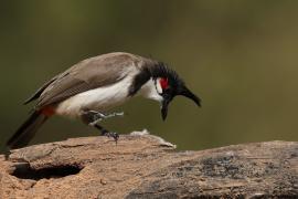 Bilbil zbroczony - Red-whiskered Bulbul