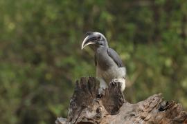 Dzioborożec indyjski - Indian Grey-Hornbill