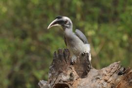 Dzioborożec indyjski - Indian Grey-Hornbill