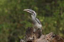 Dzioborożec indyjski - Indian Grey-Hornbill