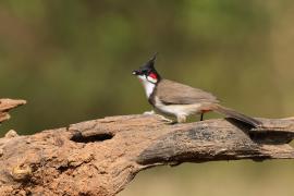 Bilbil zbroczony - Red-whiskered Bulbul