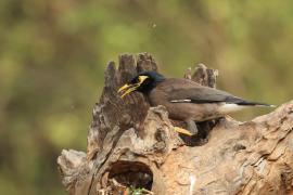 Majna brunatna - Common Myna