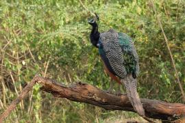 Paw indyjski - Indian Peafowl