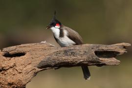 Bilbil zbroczony - Red-whiskered Bulbul