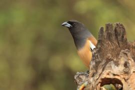 Srokówka jasnoskrzydła - Rufous Treepie