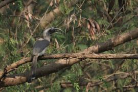 Dzioborożec indyjski - Indian Grey-Hornbill