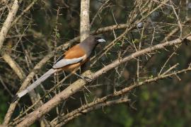 Srokówka jasnoskrzydła - Rufous Treepie