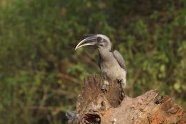 Dzioborożec indyjski - Indian Grey-Hornbill