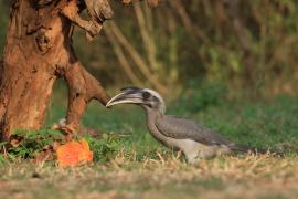 Dzioborożec indyjski - Indian Grey-Hornbill