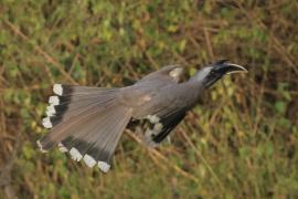 Dzioborożec indyjski - Indian Grey-Hornbill