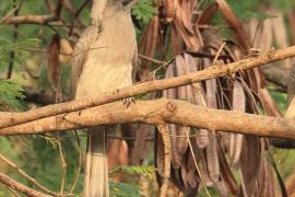 Dzioborożec indyjski - Indian Grey-Hornbill