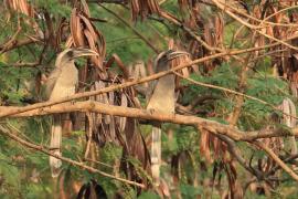 Dzioborożec indyjski - Indian Grey-Hornbill