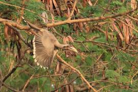 Dzioborożec indyjski - Indian Grey-Hornbill