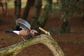 Sójka - Eurasian Jay