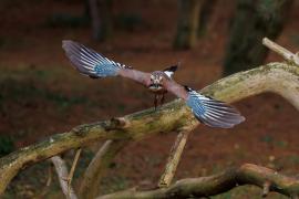 Sójka - Eurasian Jay