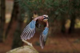 Sójka - Eurasian Jay