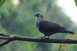 Gołąb brązowogrzbiety - Columba elphinstonii - Nilgiri Wood-Pigeon