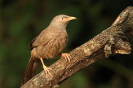 Tymal szarogłowy - Argya striata - Jungle Babbler