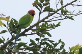 Aleksandretta śliwogłowa - Psittacula cyanocephala - Plum-headed Parakeet