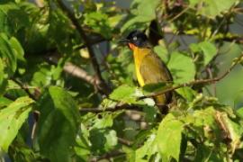 Bilbil rubinowy - Rubigula gularis - Flame-throated Bulbul