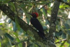 Dzięcioł białobrzuchy - Dryocopus javensis - White-bellied Woodpecker