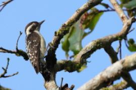 Dzięcioł brązowogłowy - Yungipicus nanus - Indian Pygmy Woodpecker