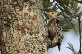 Dzięcioł żółtoczelny - Leiopicus mahrattensis -Yellow-crowned Woodpecker 