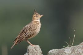 Dzierlatka malabarska - Galerida malabarica - Malabar Lark