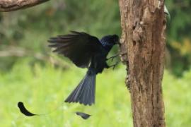 Dziwogon rajski - Dicrurus paradiseus - Greater Racket-tailed Drongo