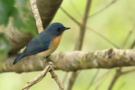 Dżunglówka trójbarwna - Cyornis tickelliae - Tickell's Blue-Flycatcher