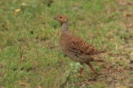 Frankolin indyjski - Ortygornis pondicerianus - Grey Francolin