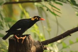 Gwarek malabarski - Gracula indica - Southern Hill Myna